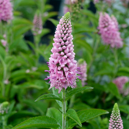 First Love | Speedwell