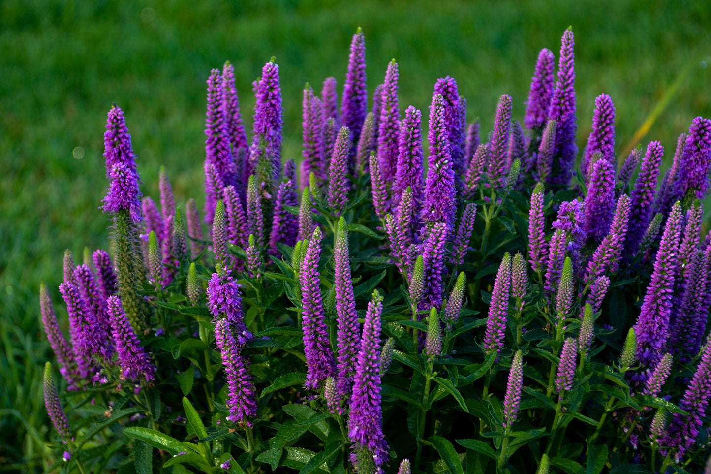 Purple Illusion | Speedwell