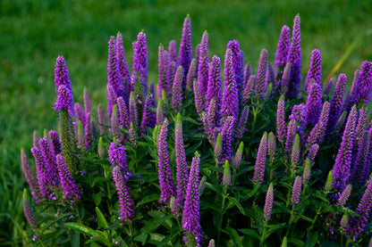 Purple Illusion | Speedwell