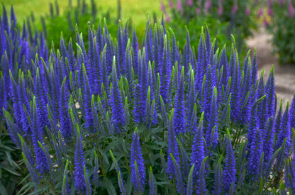Wizard of Ahhs | Speedwell