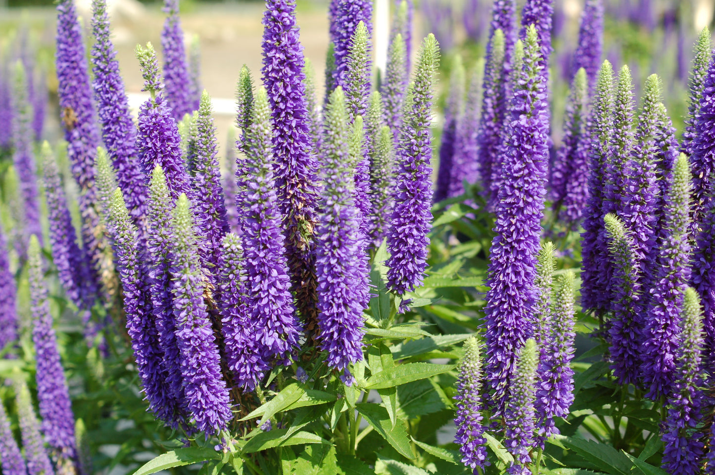 Royal Candles | Speedwell