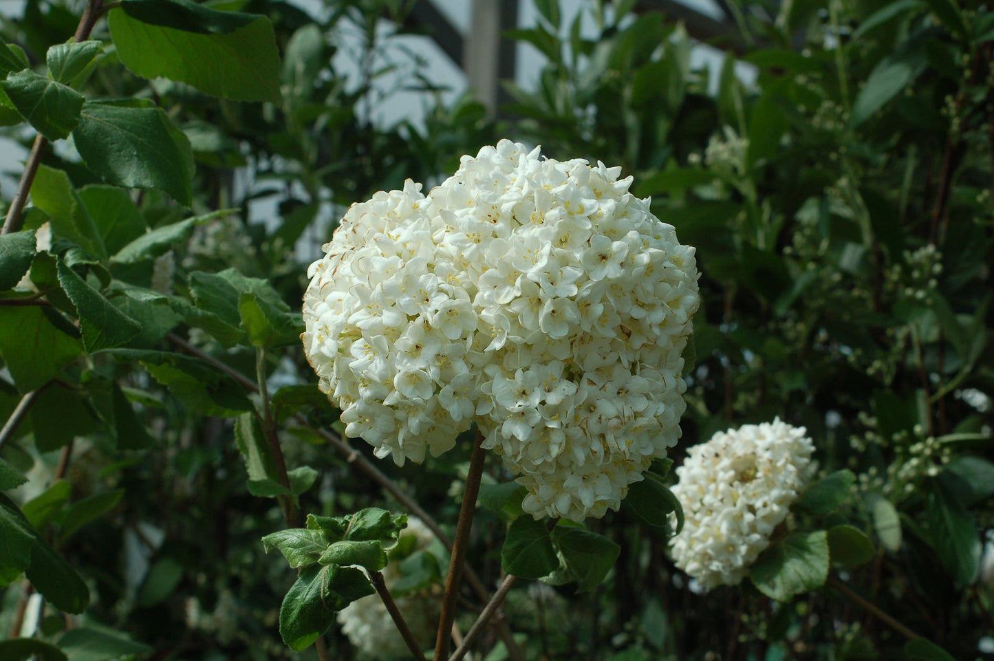 Korean Spice Viburnum