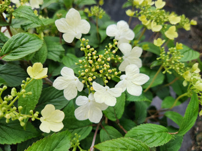 Summer Snowflake | Viburnum