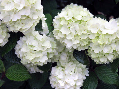 Opening Day | Viburnum