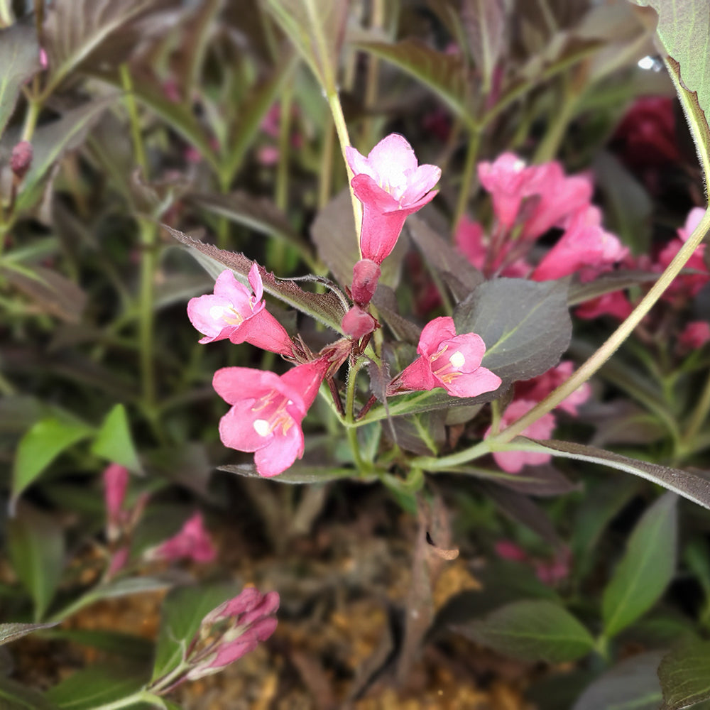 Spilled Wine® | Weigela