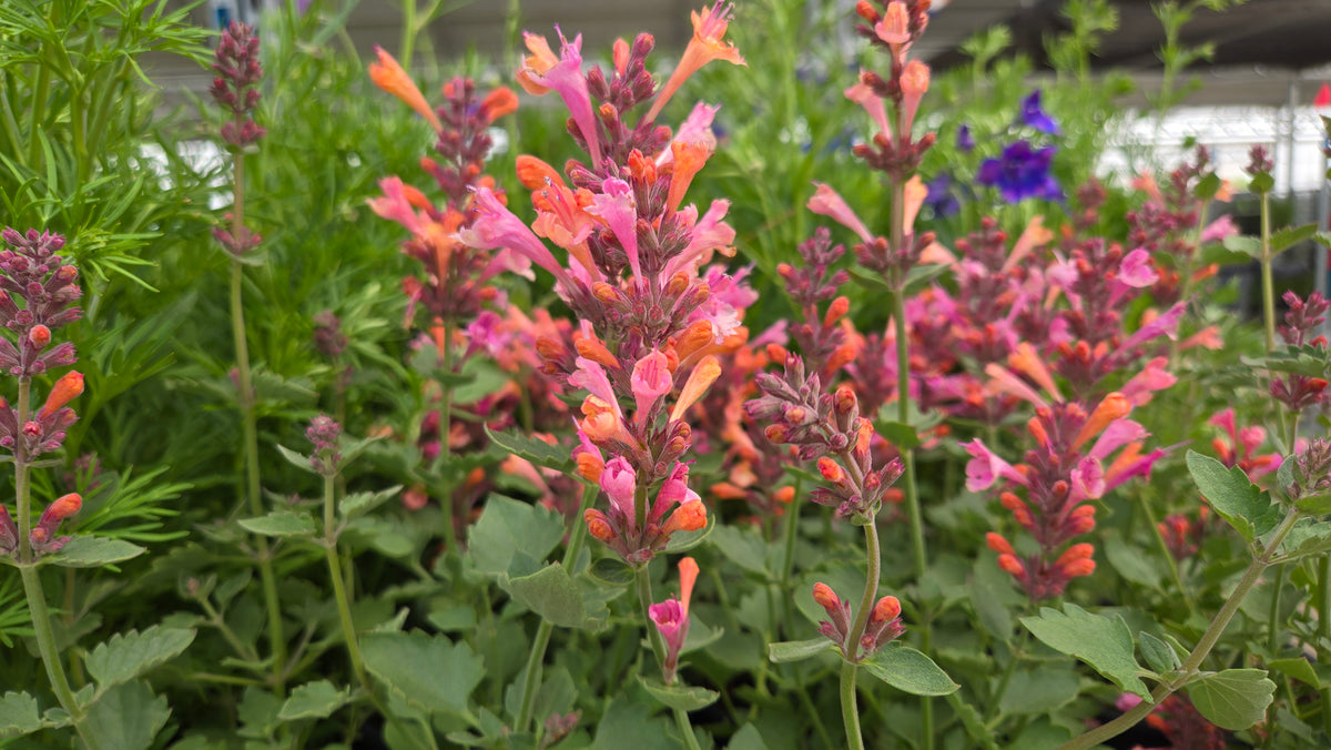 Kudos Ambrosia | Hyssop