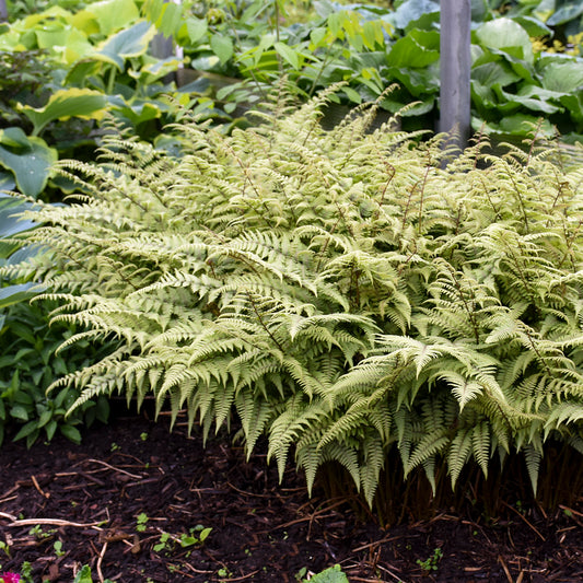 Ghost Japanese Painted Fern (Athyrium 'Ghost')