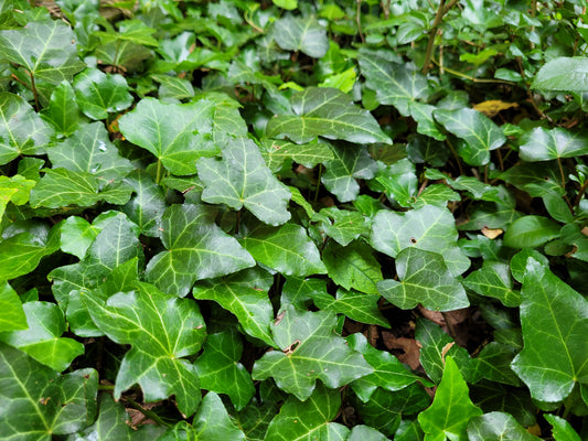 English Ivy (Hedera helix)