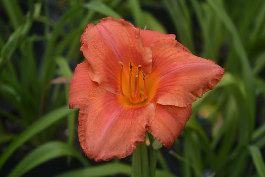 South Seas Daylily (Hemerocallis 'South Seas')