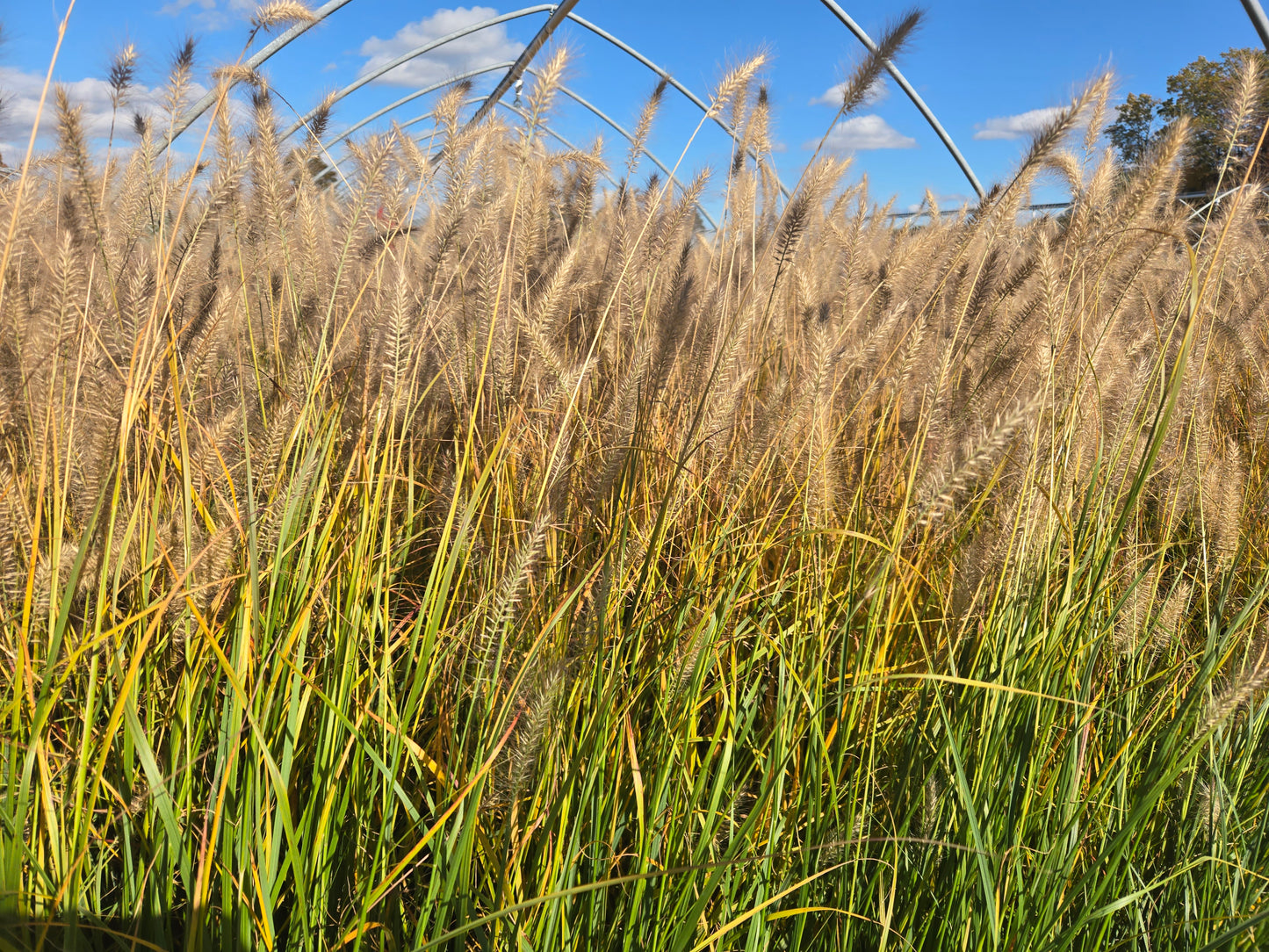 Fountain Grass