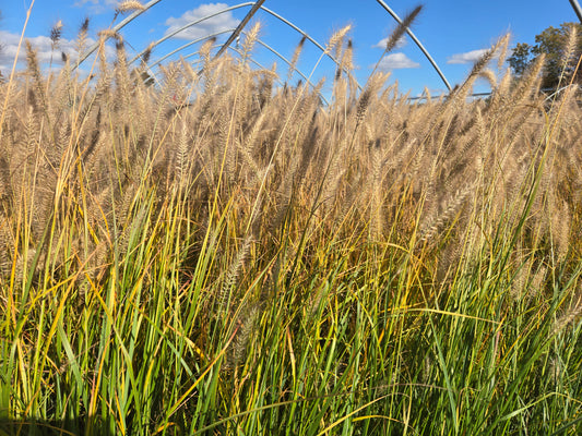 Fountain Grass