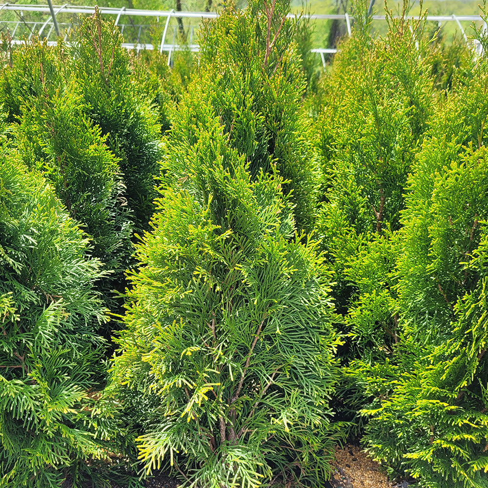 Emerald Green Arborvitae (Thuja occidentalis 'Smaragd')