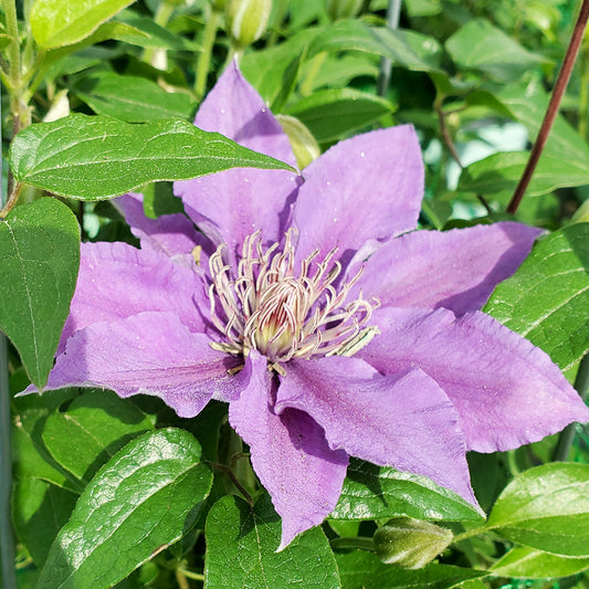 Bijou™ Clematis (Clematis 'Bijou')