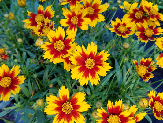 Li'l Bang Daybreak Tickseed (Coreopsis Li'l Bang 'Daybreak')