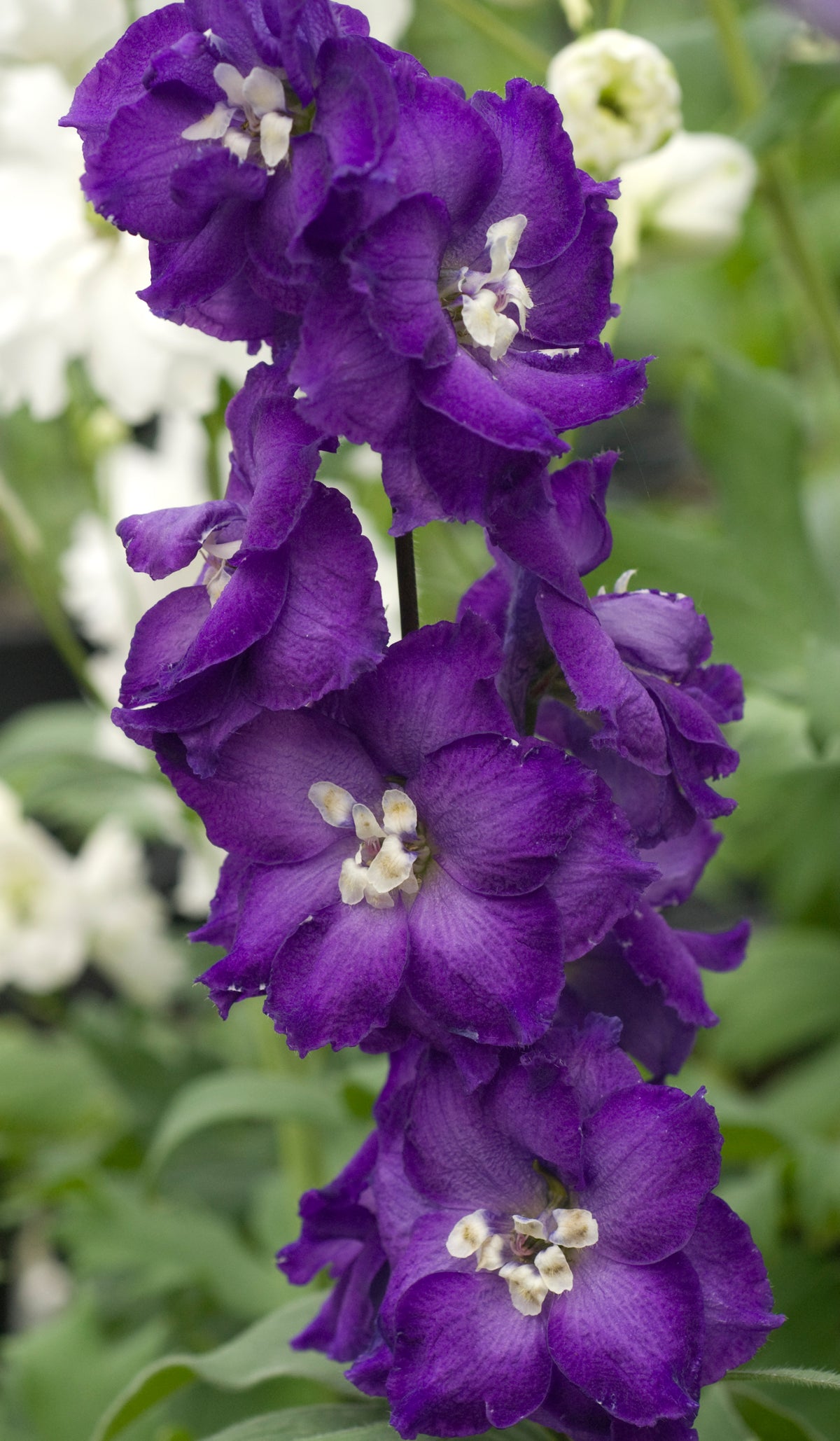 Purple Passion Delphinium (Delphinium 'Purple Passion')