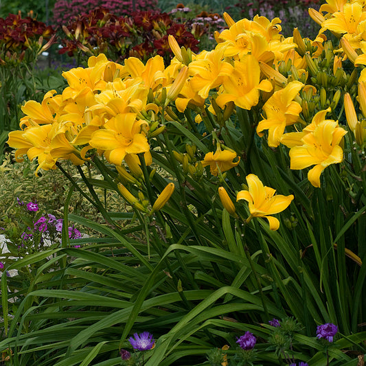 Buttered Popcorn | Daylily