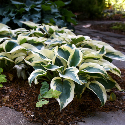 Blue Ivory Hosta (Hosta 'Blue Ivory')