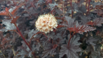 Summer Wine® Black | Ninebark