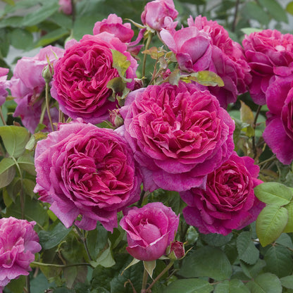 Young Lycidas David Austin Rose (Rosa 'Young Lycidas')