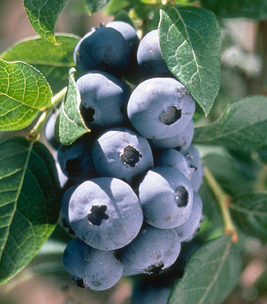 Chandler | Blueberry