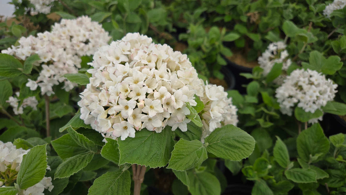 Spice Island | Viburnum