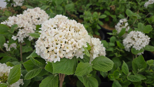 Spice Island Viburnum (Viburnum carlesii 'Spice Island')