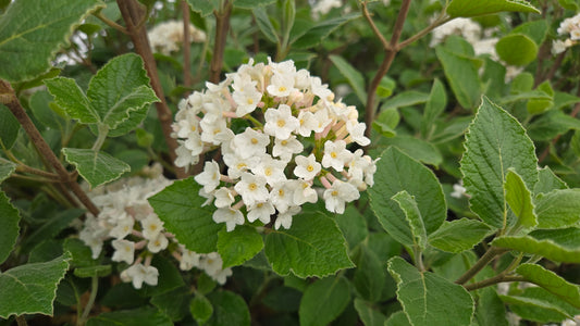 Sugar n' Spice™ Koreanspice Viburnum (Viburnum carlesii Sugar n' Spice™)
