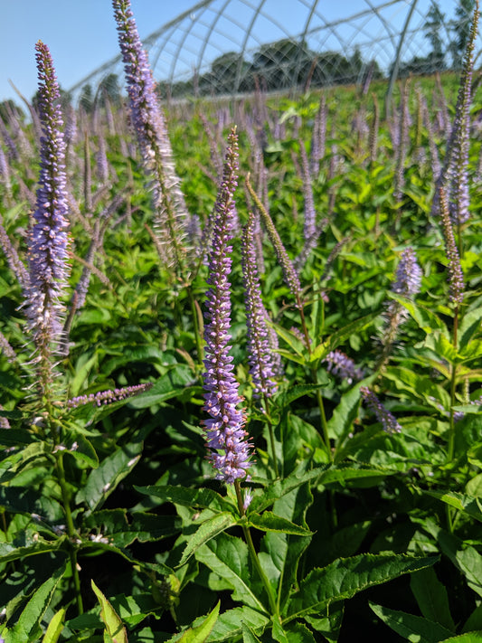 Red Arrow Culver's Root (Veronicastrum virginicum 'Red Arrow')