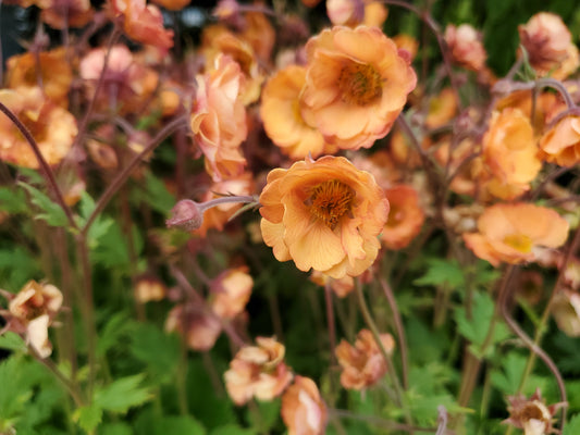 Tempo™ Orange Geum (Geum tempo™ orange)