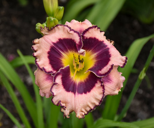 Rainbow Rhythm® Sound of My Heart Daylily (Hemerocallis rainbow rhythm 'Sound of My Heart')
