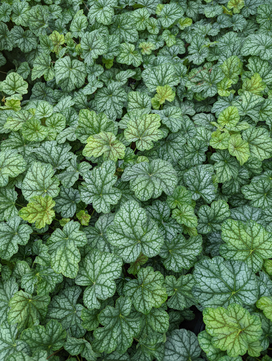 Green Spice | Coral Bells