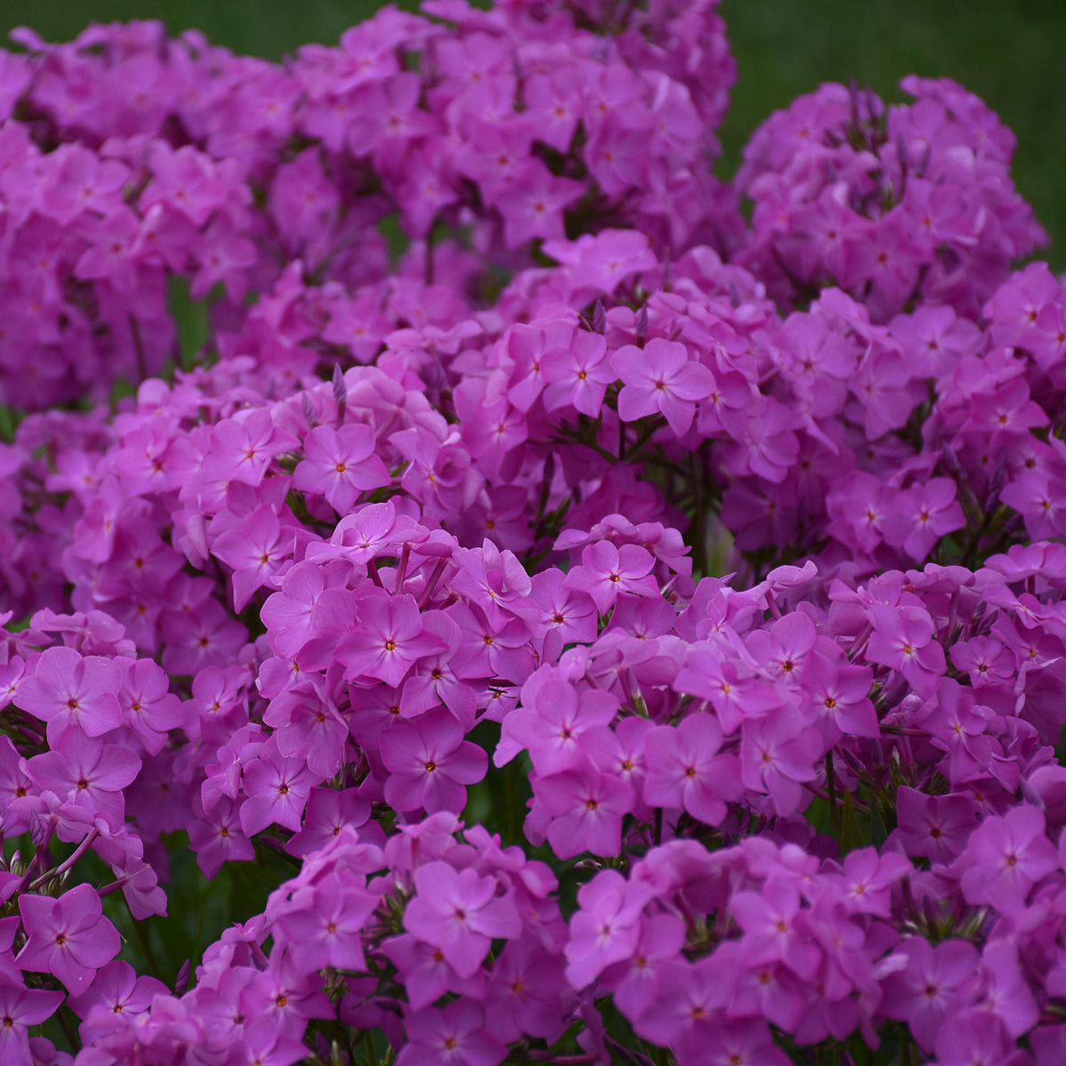 Opening Act UltraPink® Upright Garden Phlox - photo 2