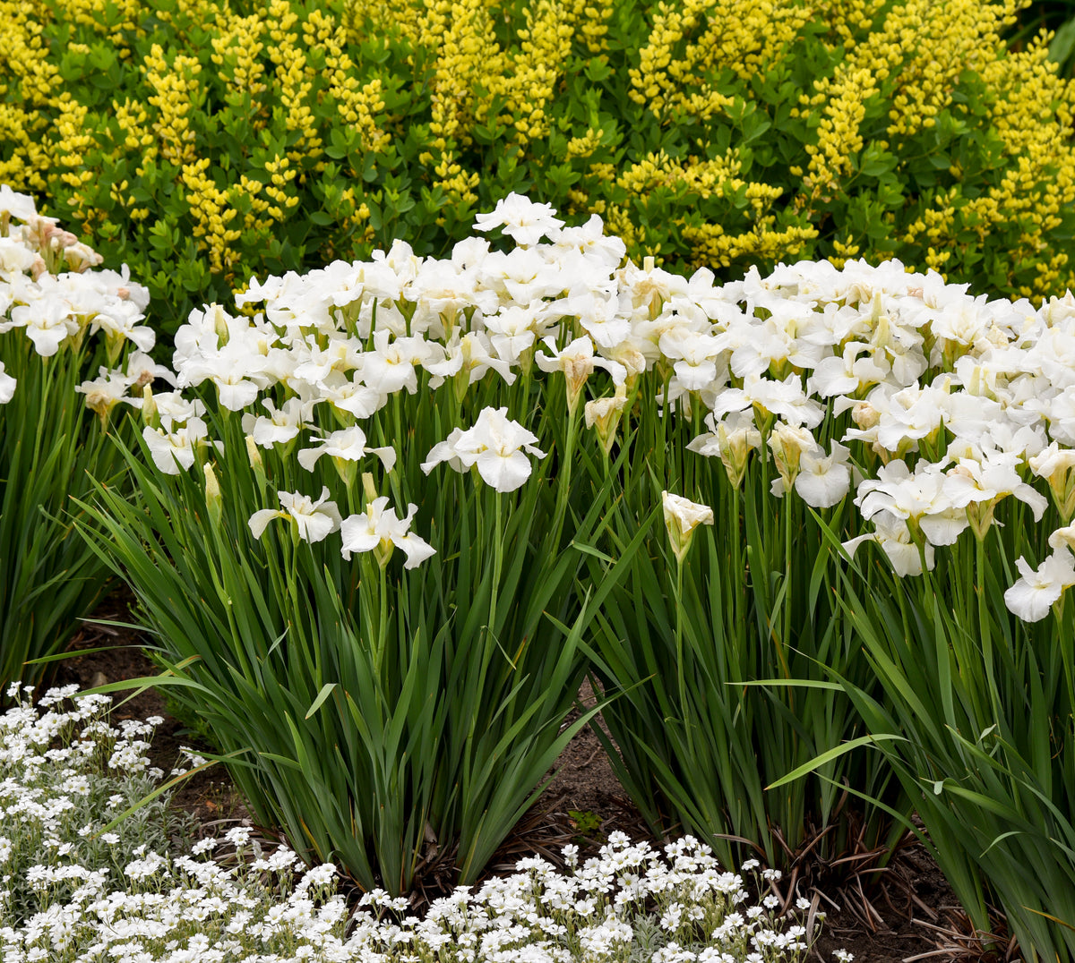 Swans in Flight Iris (Iris sibirica 'Swans in Flight')