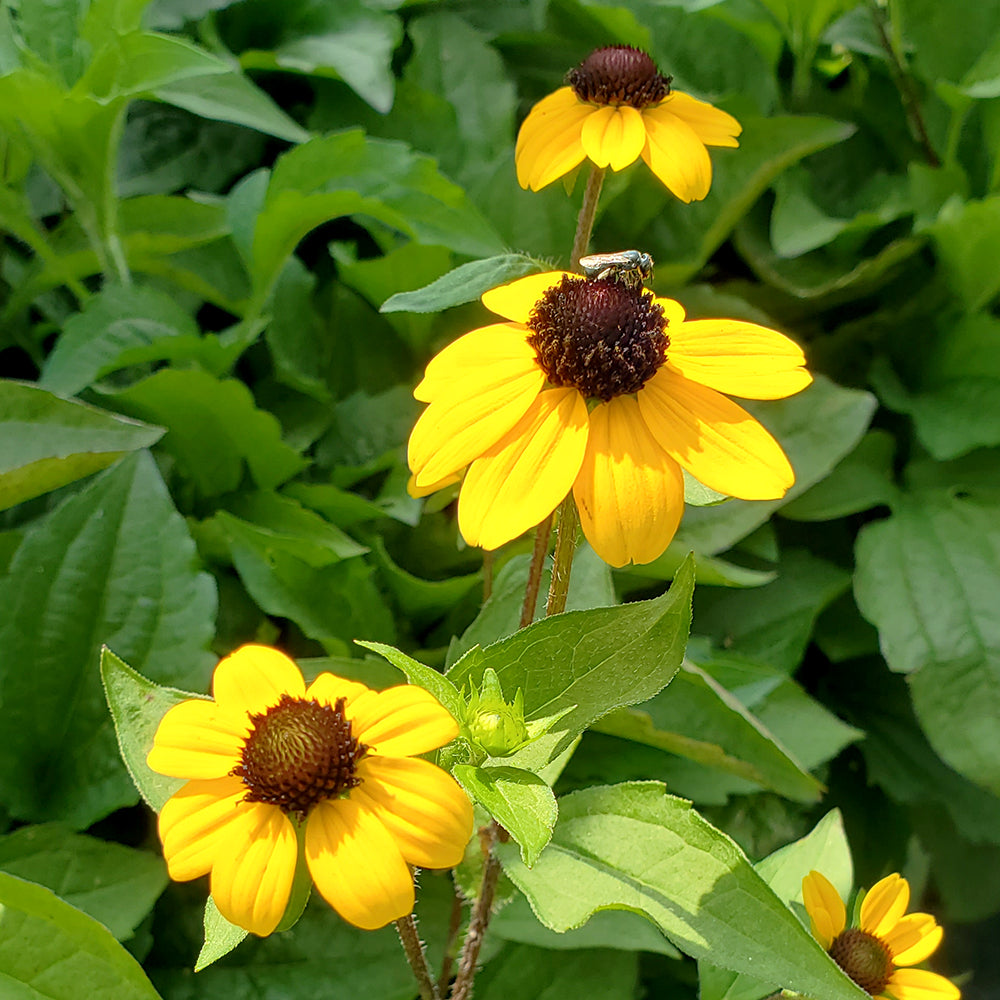 Blackjack Gold Brown-Eyed Susan (Rudbeckia triloba 'Blackjack Gold')