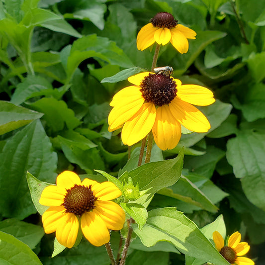 Blackjack Gold Brown-Eyed Susan (Rudbeckia triloba 'Blackjack Gold')