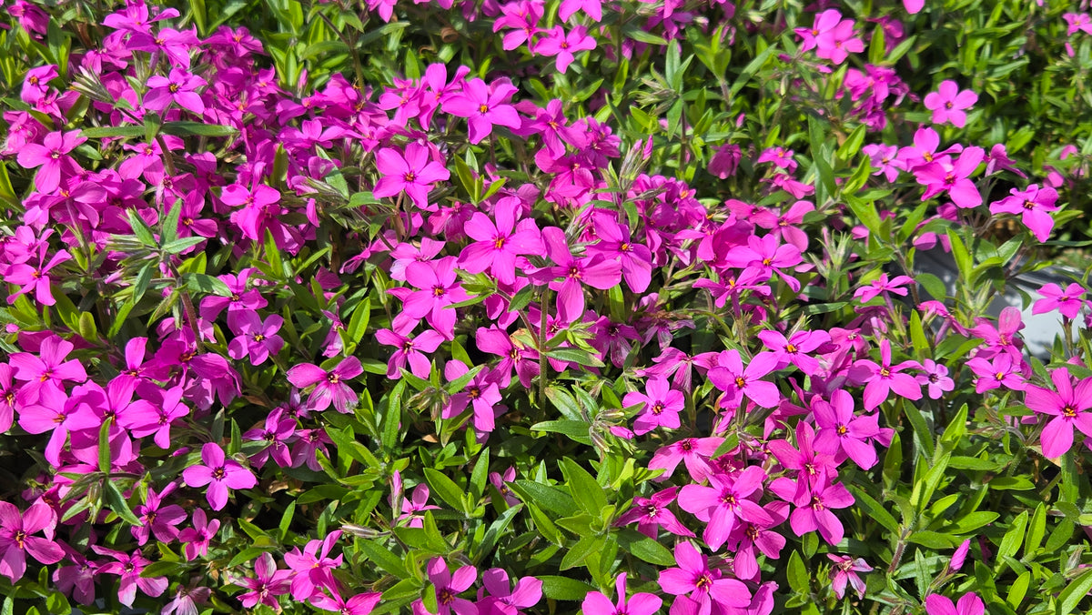 Magenta Sprite Hybrid Spring Phlox (Phlox 'Magenta Sprite')