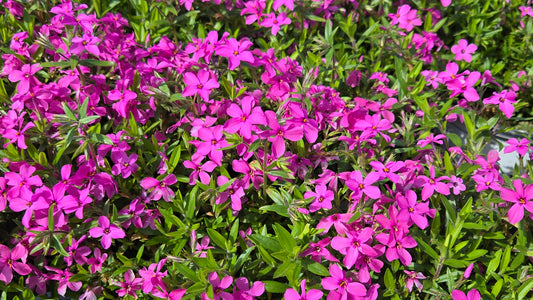 Magenta Sprite Hybrid Spring Phlox (Phlox 'Magenta Sprite')