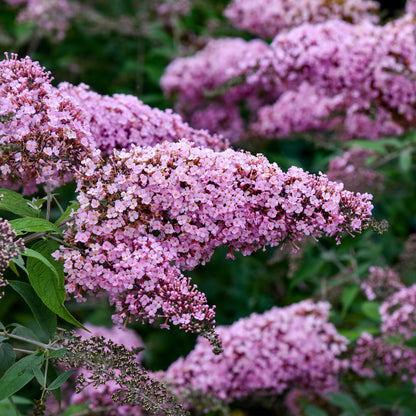 Pink Cascade II | Butterfly Bush