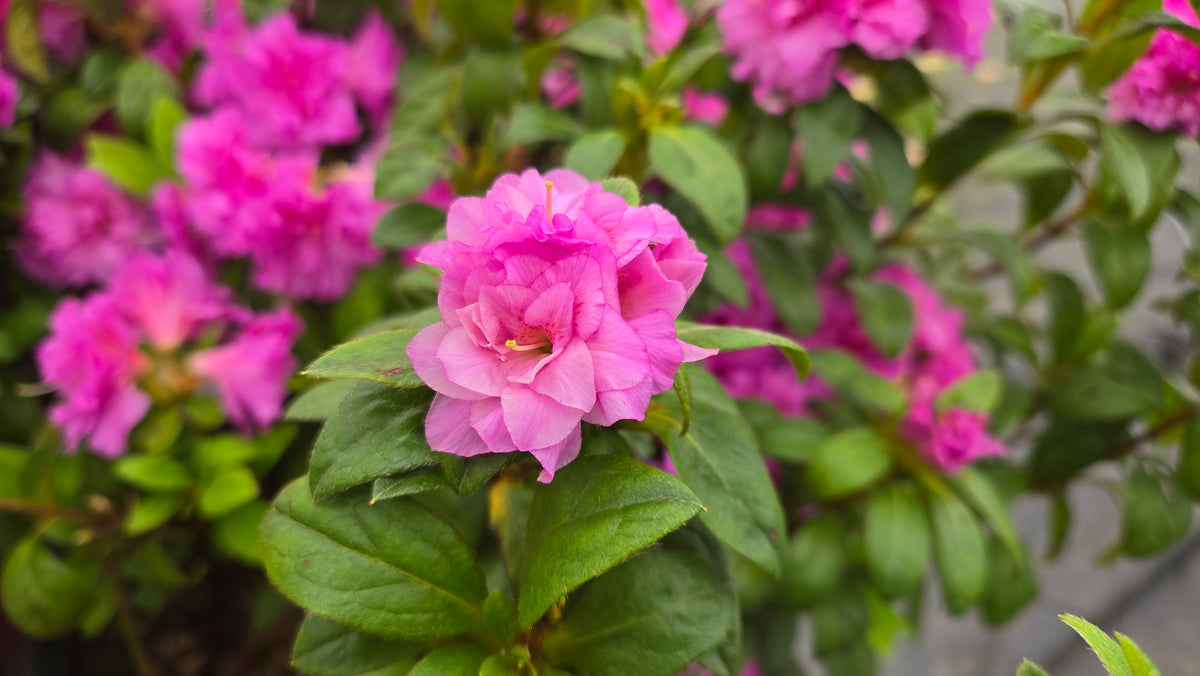 Encore® Autumn Majesty™ Reblooming Azalea (Rhododendron Encore® 'Autumn Majesty')