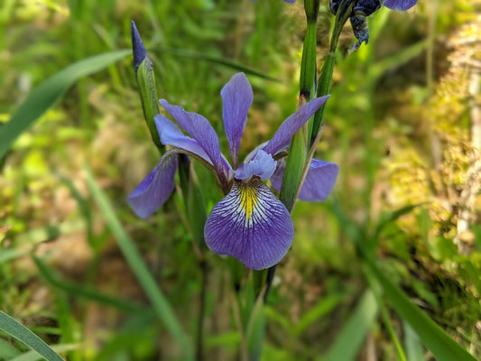 Purple Flame | Iris