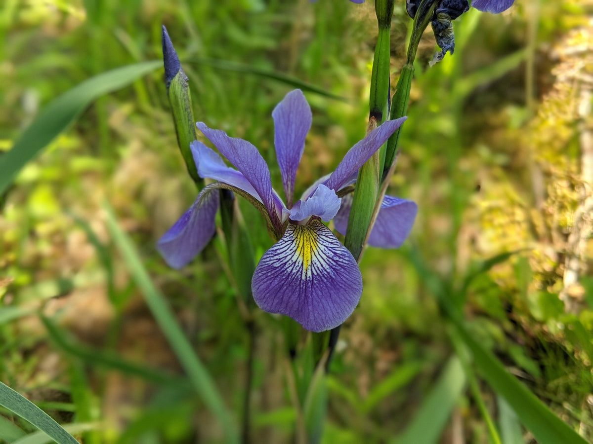 Purple Flame Siberian Iris (Iris sibirica 'Purple Flame')