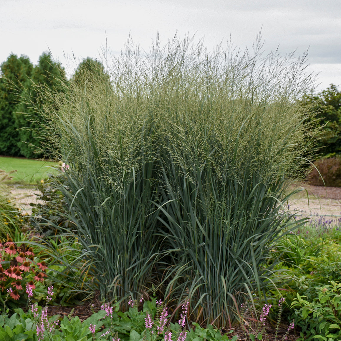 Prairie Winds® Totem Pole Switch Grass (Panicum prairie winds 'Totem Pole')