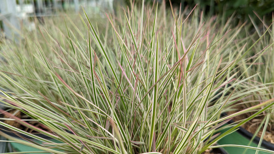 Chameleon Little Bluestem (Schizachyrium scop. 'Chameleon')