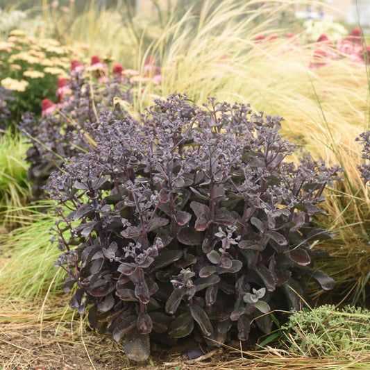 Rock 'N Grow® Back in Black Stonecrop (Sedum telephium Rock 'N Grow® 'Back in Black')