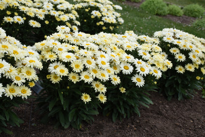 Amazing Daisies® Banana Cream II | Shasta Daisy