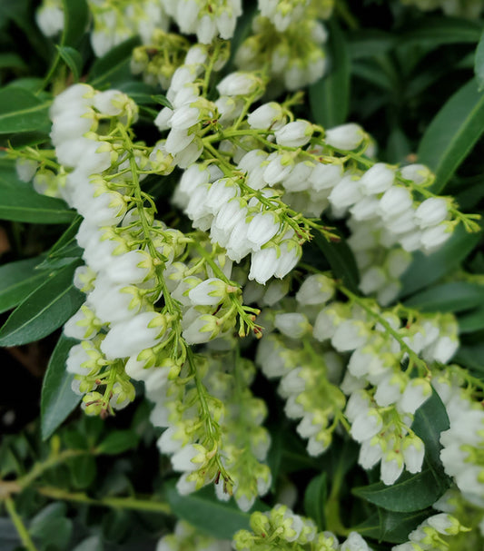 Purity Japanese Andromeda (Pieris japonica 'Purity')