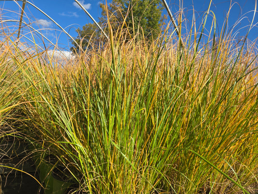 Etouffee Fountain Grass (Pennisetum a. 'Etouffee')