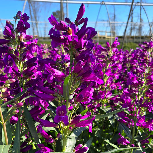 Pristine Lilac Purple Beardtongue (Penstemon pristine 'Lilac Purple')