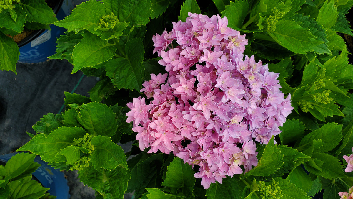 Starfield Mophead Hydrangea (Hydrangea m 'Starfield')