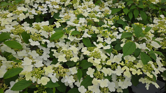 Steady Eddy® | Doublefile Viburnum